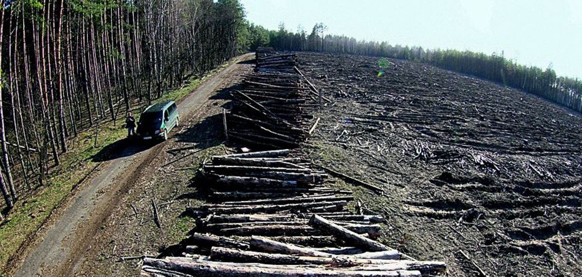 Вирубка лісу в Чорнобилі: активістів викрили в можливій змові з 'любителями наживи'