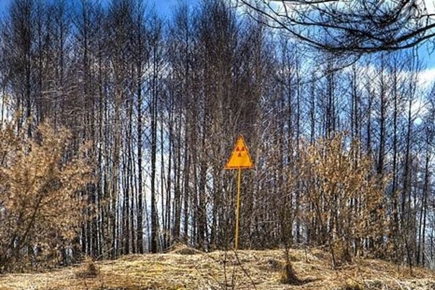 Стало известно, кто 'крышует' вырубку радиоактивного леса под Чернобылем, – СМИ