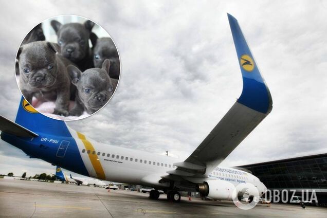 Из-за гибели 38 щенков одного из директоров МАУ отстранили от работы