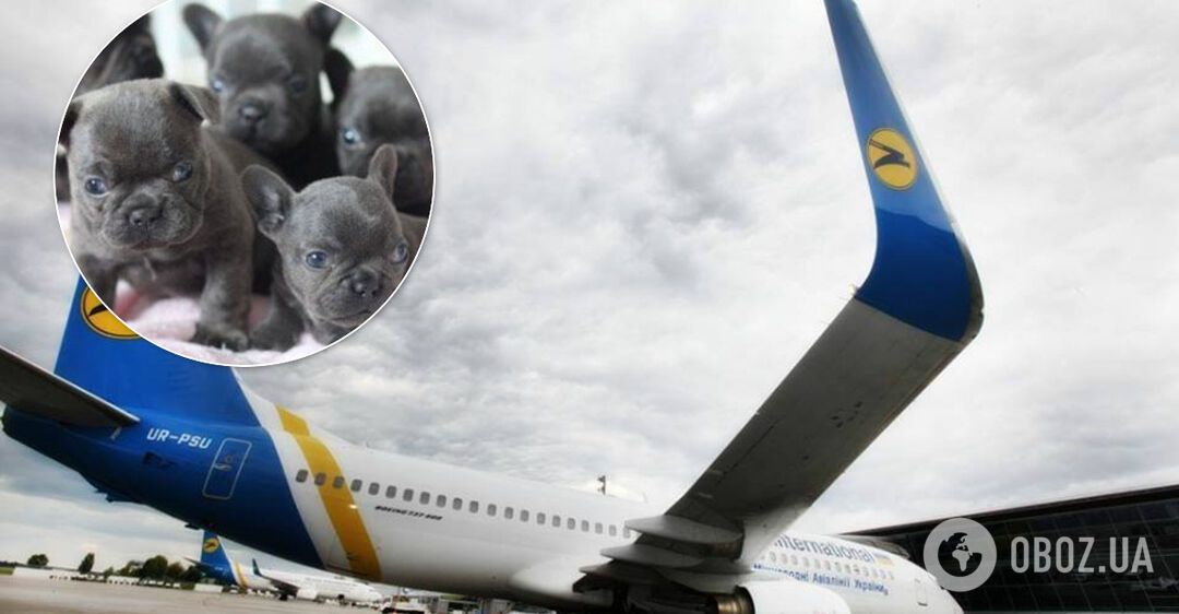 Из-за гибели 38 щенков одного из директоров МАУ отстранили от работы