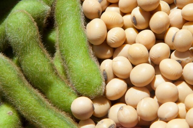 Соєві боби можуть стати засобом від хвороби Альцгеймера