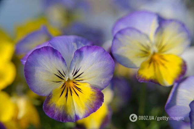 Їстівні квіти: які саме можна використовувати на кухні