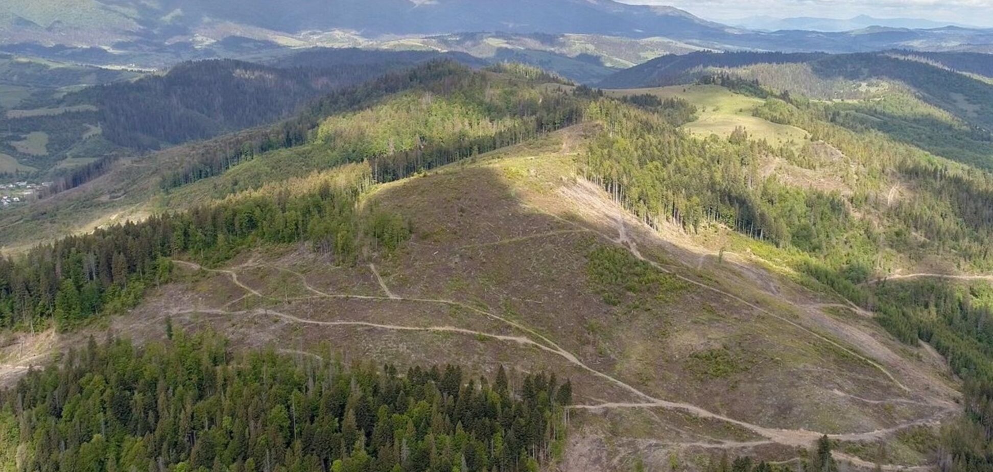 Некоторые экологи намеренно игнорируют вырубку лесов на Закарпатье, - Сазонов