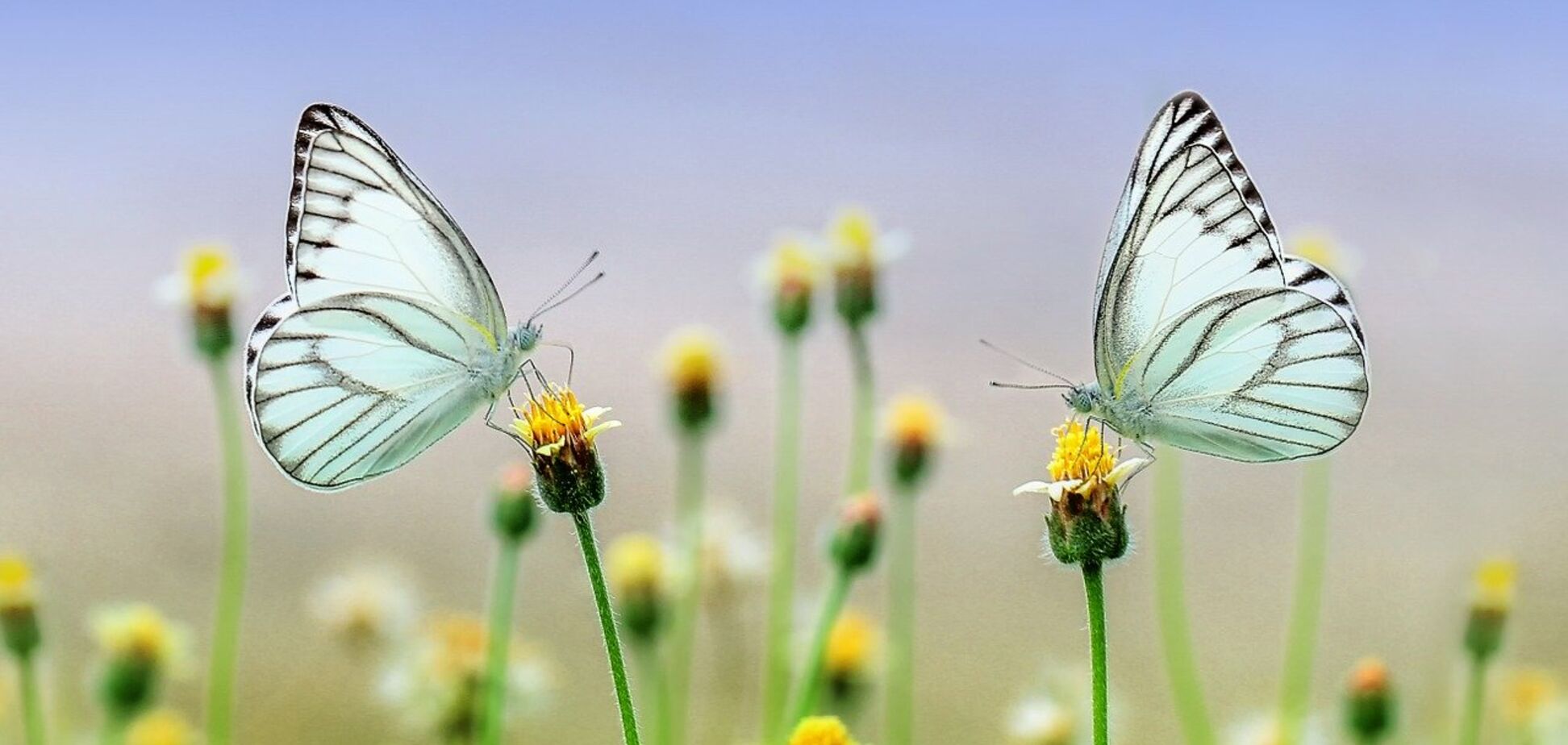 26 июня: какой сегодня праздник (фото: Рixabay)