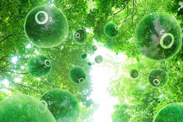 Круговорот кислорода в природе: схема и интересные факты