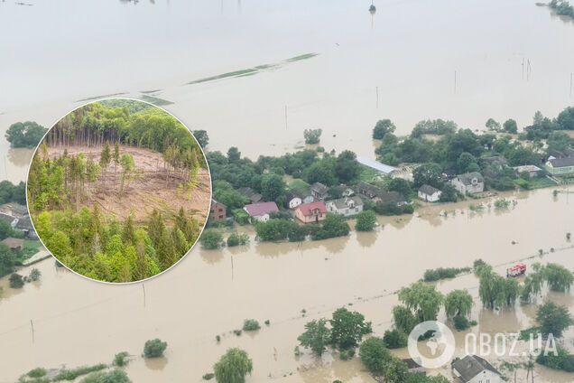 Часть Украины затопило из-за разрушительной стихии: при чем здесь вырубка лесов и как спастись