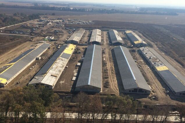 Куганский бройлер