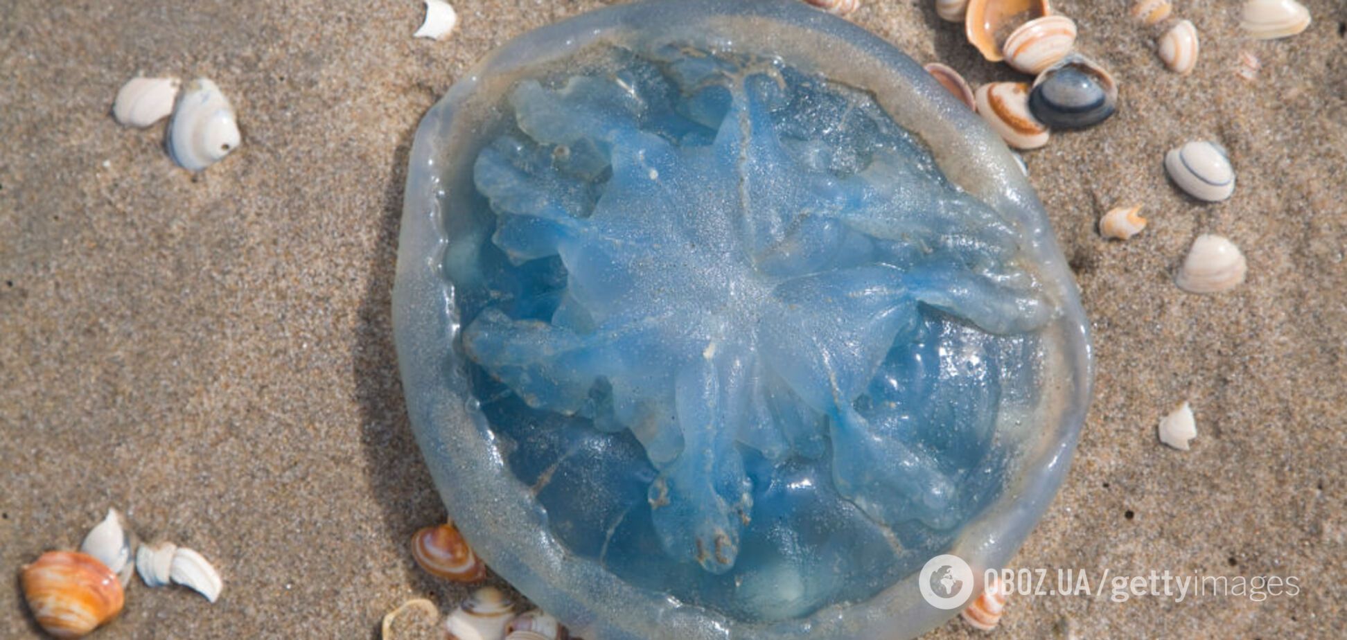 Курорти в Бердянську та Кирилівці захопили медузи: фото і відео від туристів