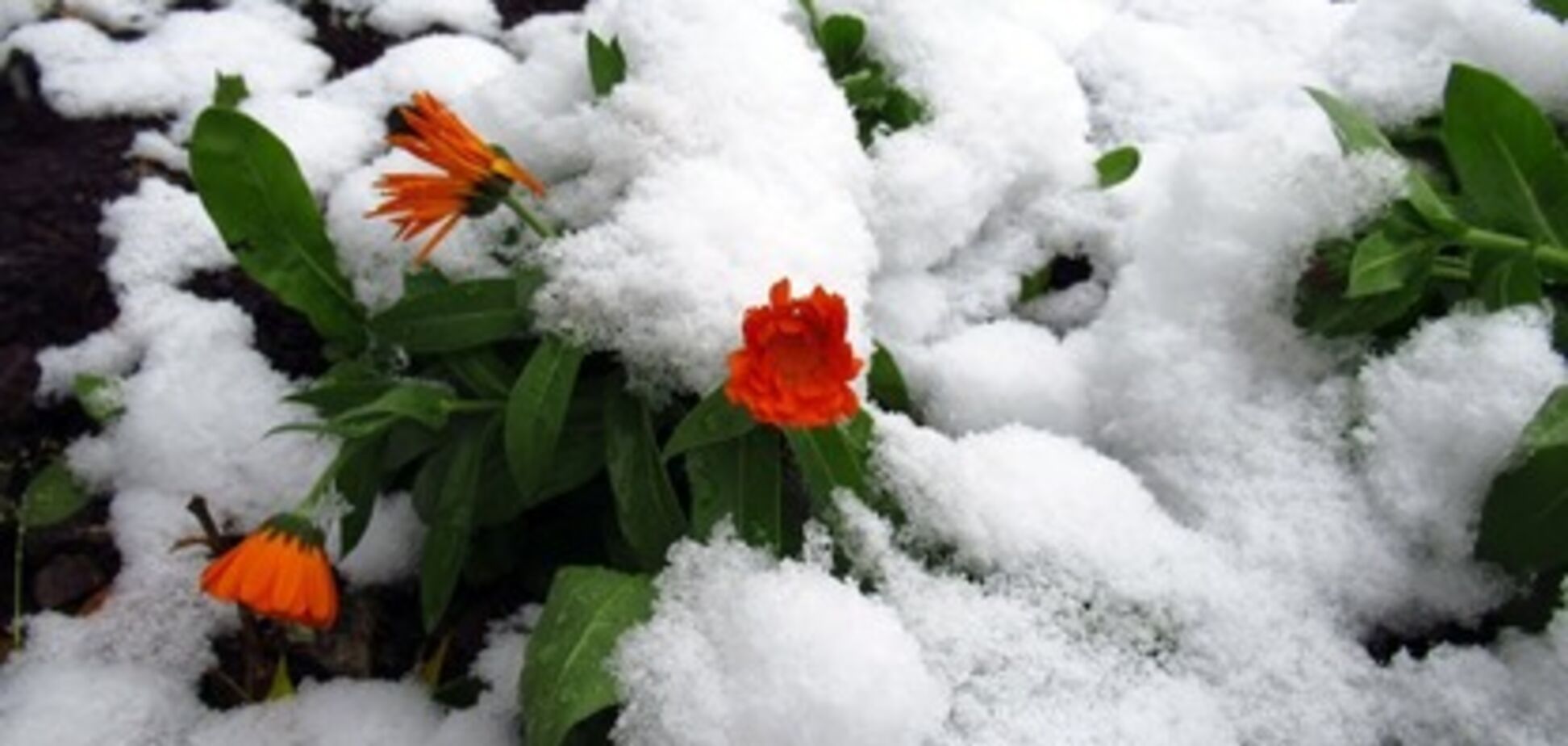 Сніг у червні