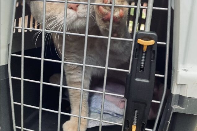 У Чернігові ветерани врятували кота, який три доби просидів на дереві. Відео