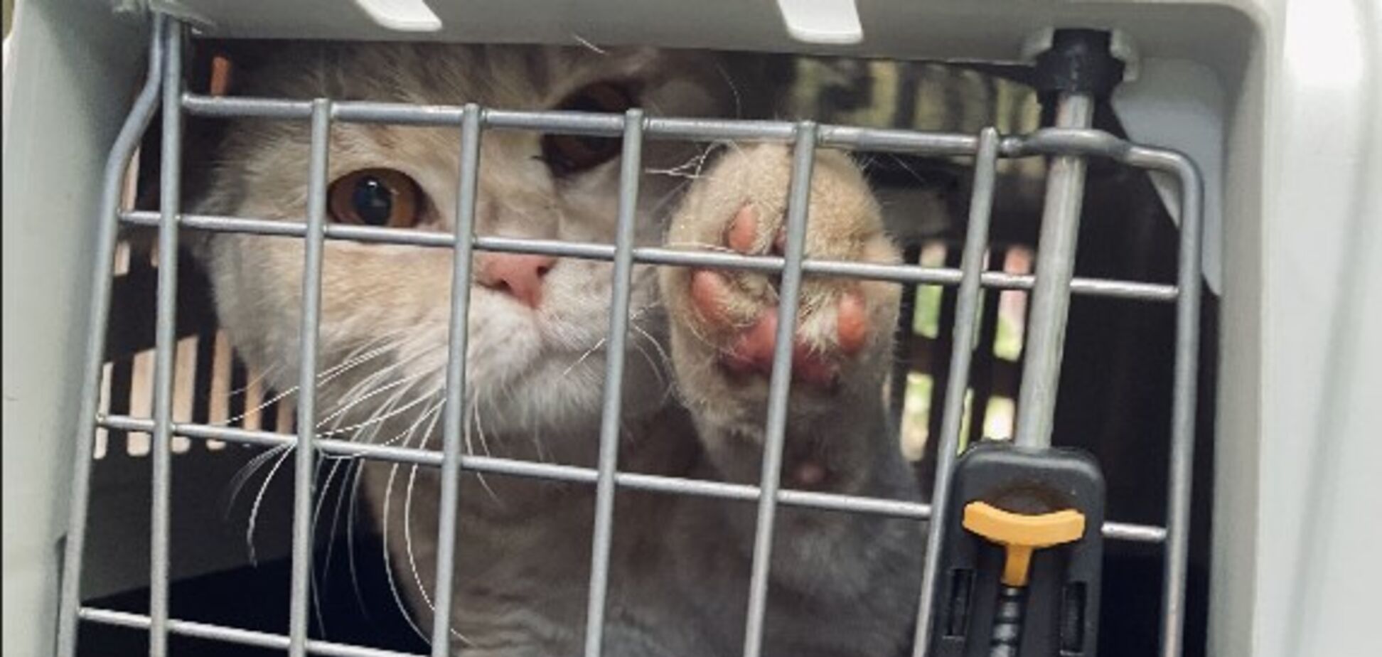 У Чернігові ветерани врятували кота, який три доби просидів на дереві. Відео