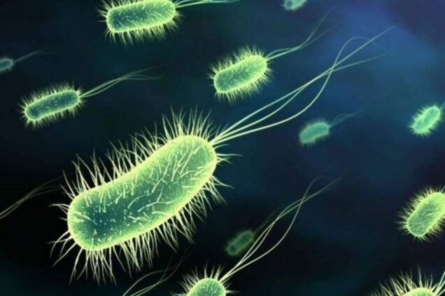 Бактерии: строение, виды, интересные факты