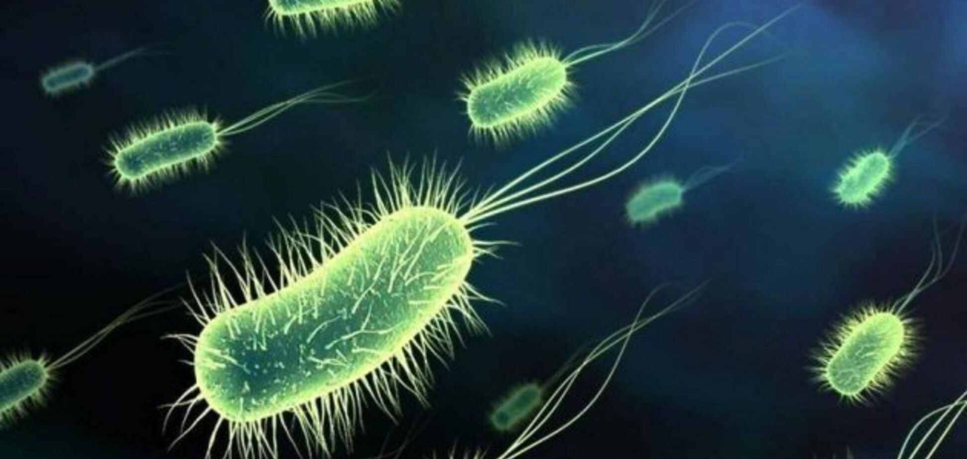 Бактерії: будова, види, цікаві факти