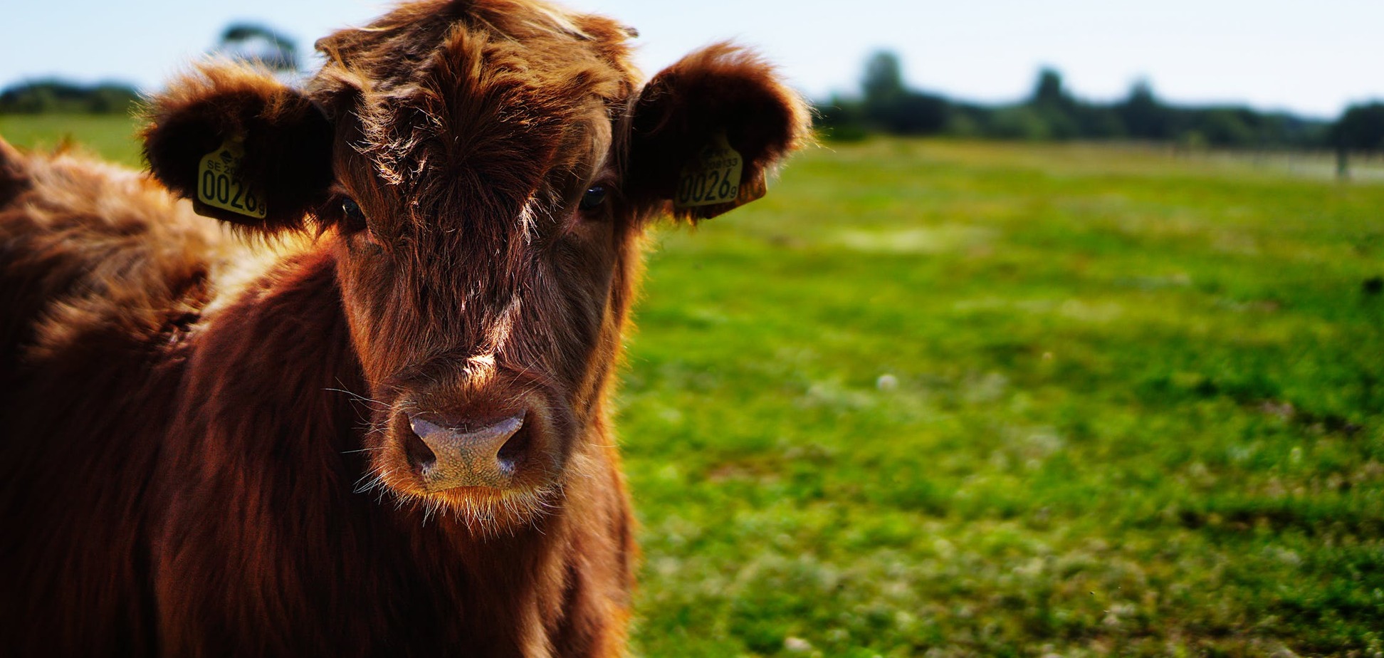 Где вас поджидает счастье? Психологический тест с коровой