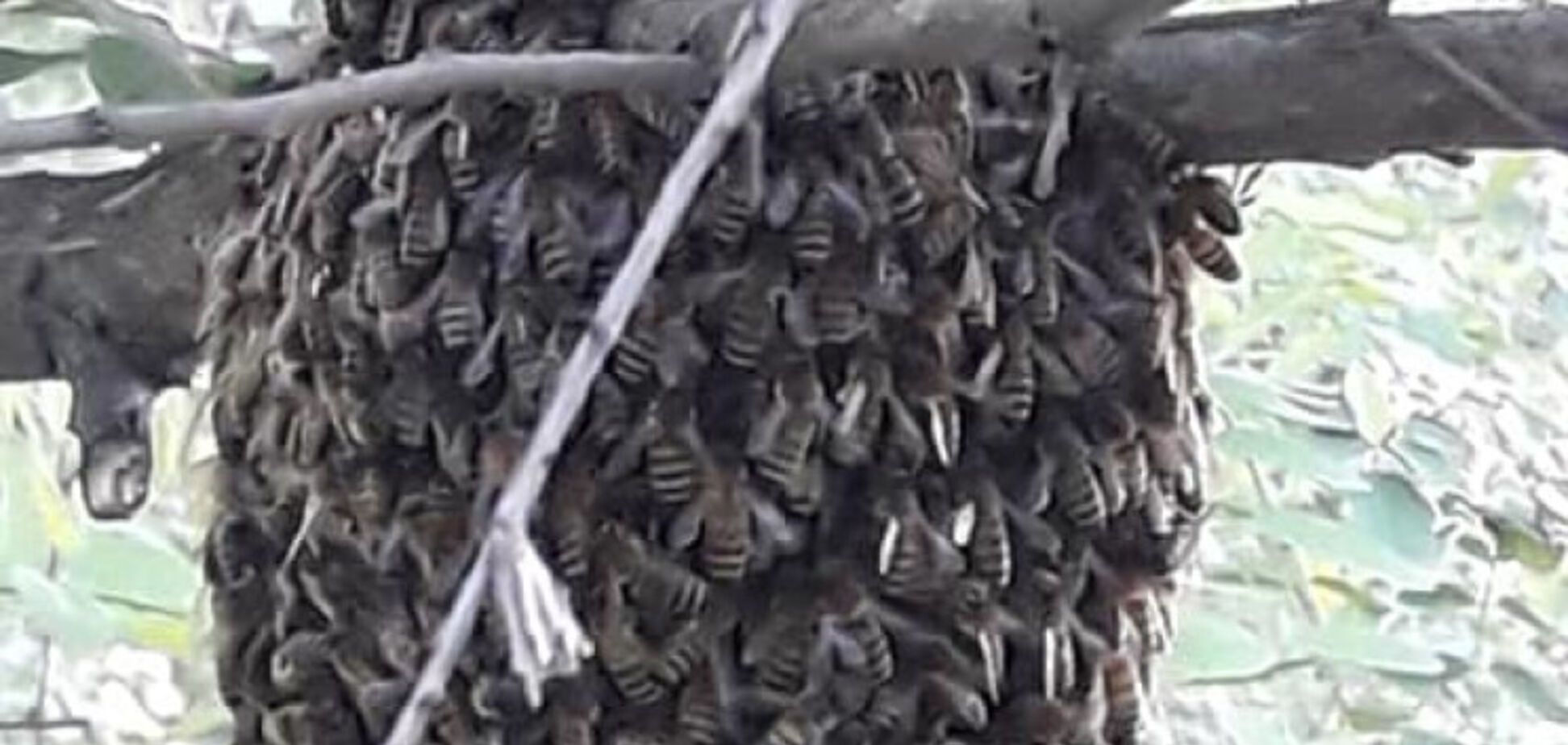 На Дніпропетровщині величезний рій бджіл 'втік' з пасіки: люди налякані. Фото, відео