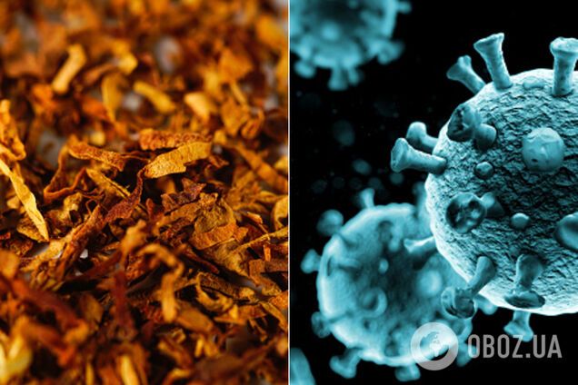 Нікотин 'конкурує' з коронавірусом і блокує його: в Ізраїлі дійшли несподіваних висновків