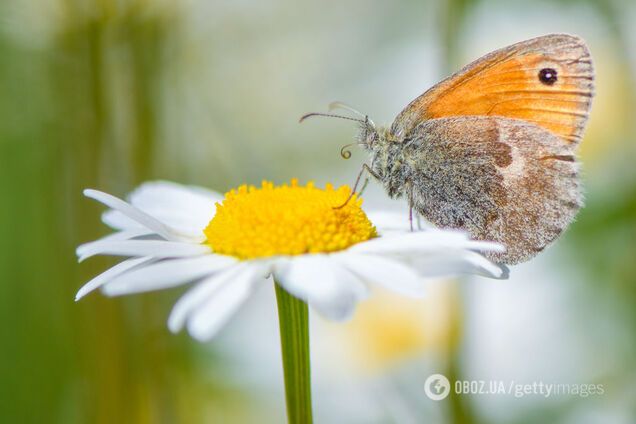 Синоптик озвучил прогноз погоды на август в Украине