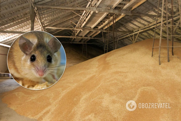 "З'їли" 2700 вагонів зерна: в МВС пообіцяли назвати імена "мишей"