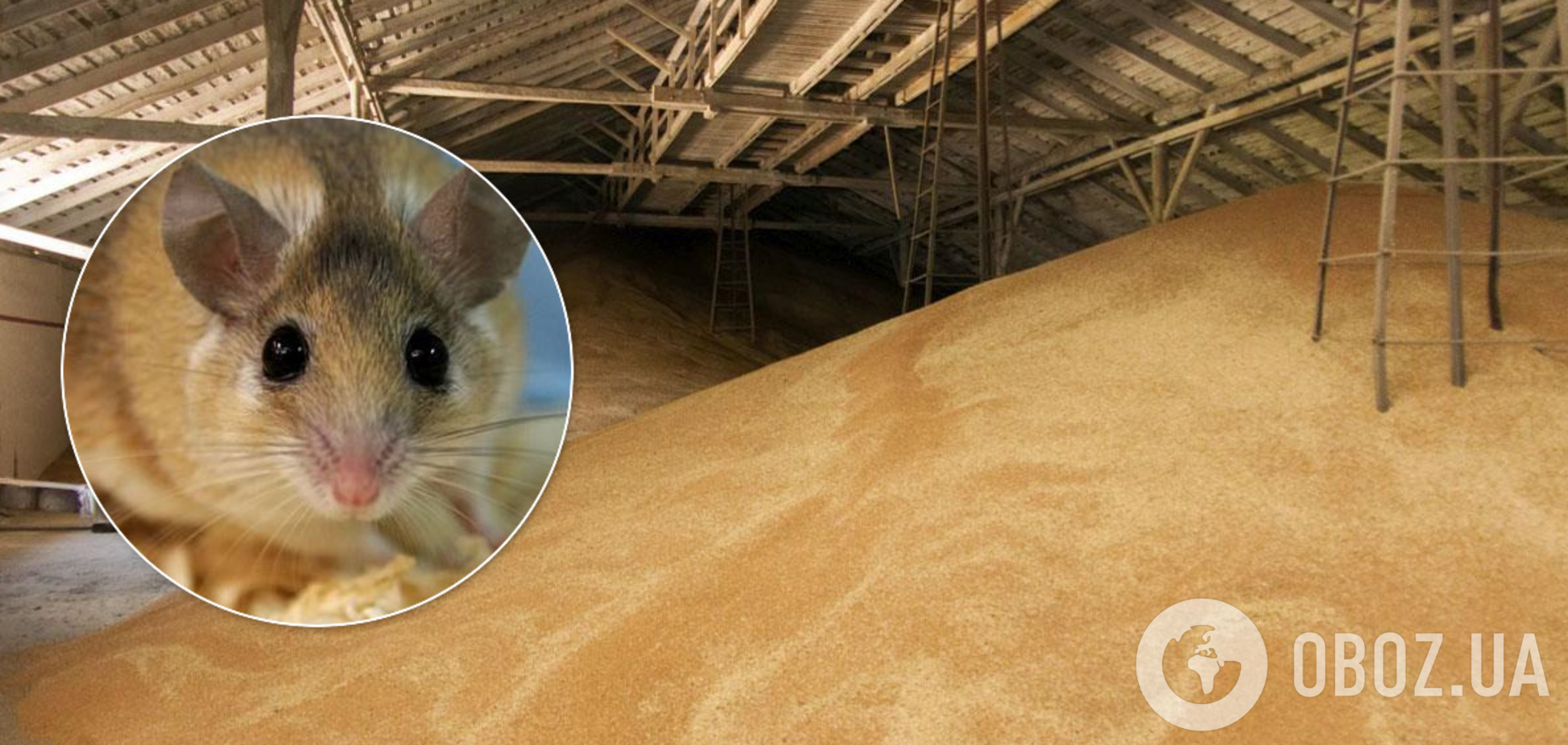 'Съели' 2700 вагонов зерна: в МВД пообещали назвать имена 'мышей'