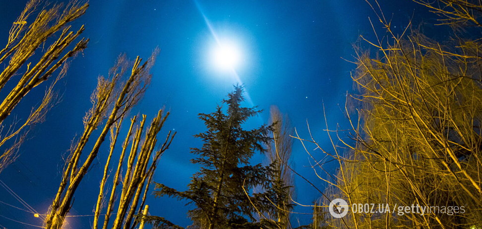 Хто заробляв на продажі українського лісу?