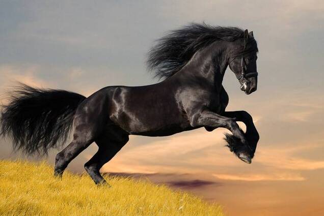 Кінь: породи та цікаві факти
