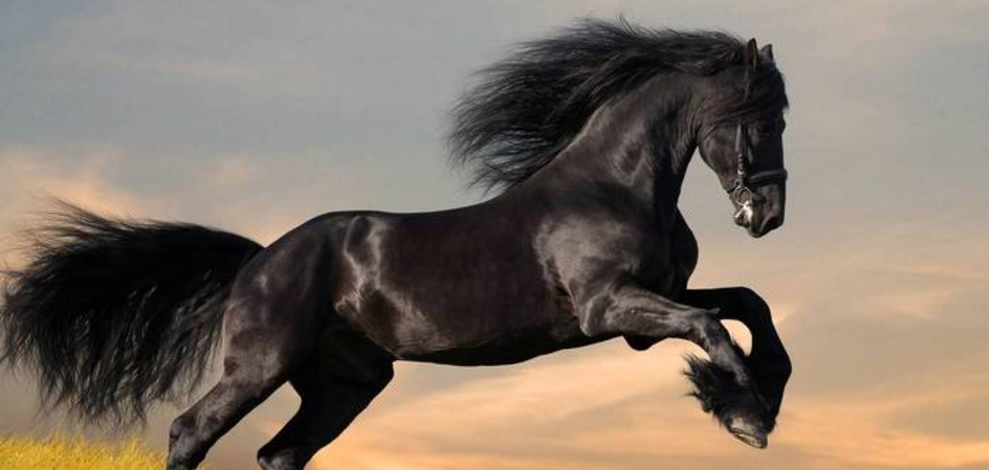 Кінь: породи та цікаві факти