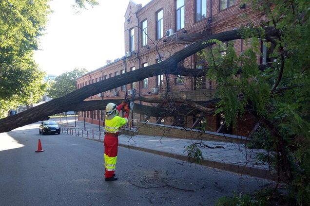 В центре Днепра упало огромное дерево и перекрыло автомобильное движение. Фото