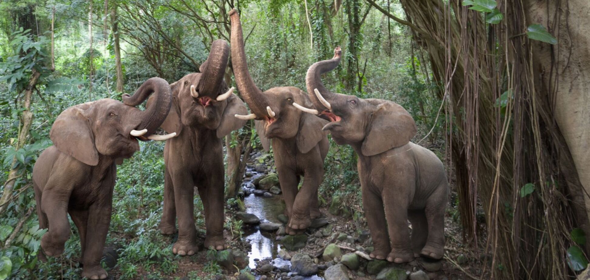 Світові біоми та екосистеми