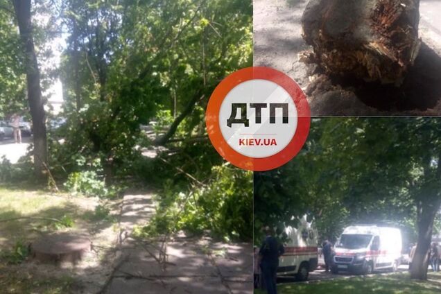 В Киеве на территории университета дерево упало на людей