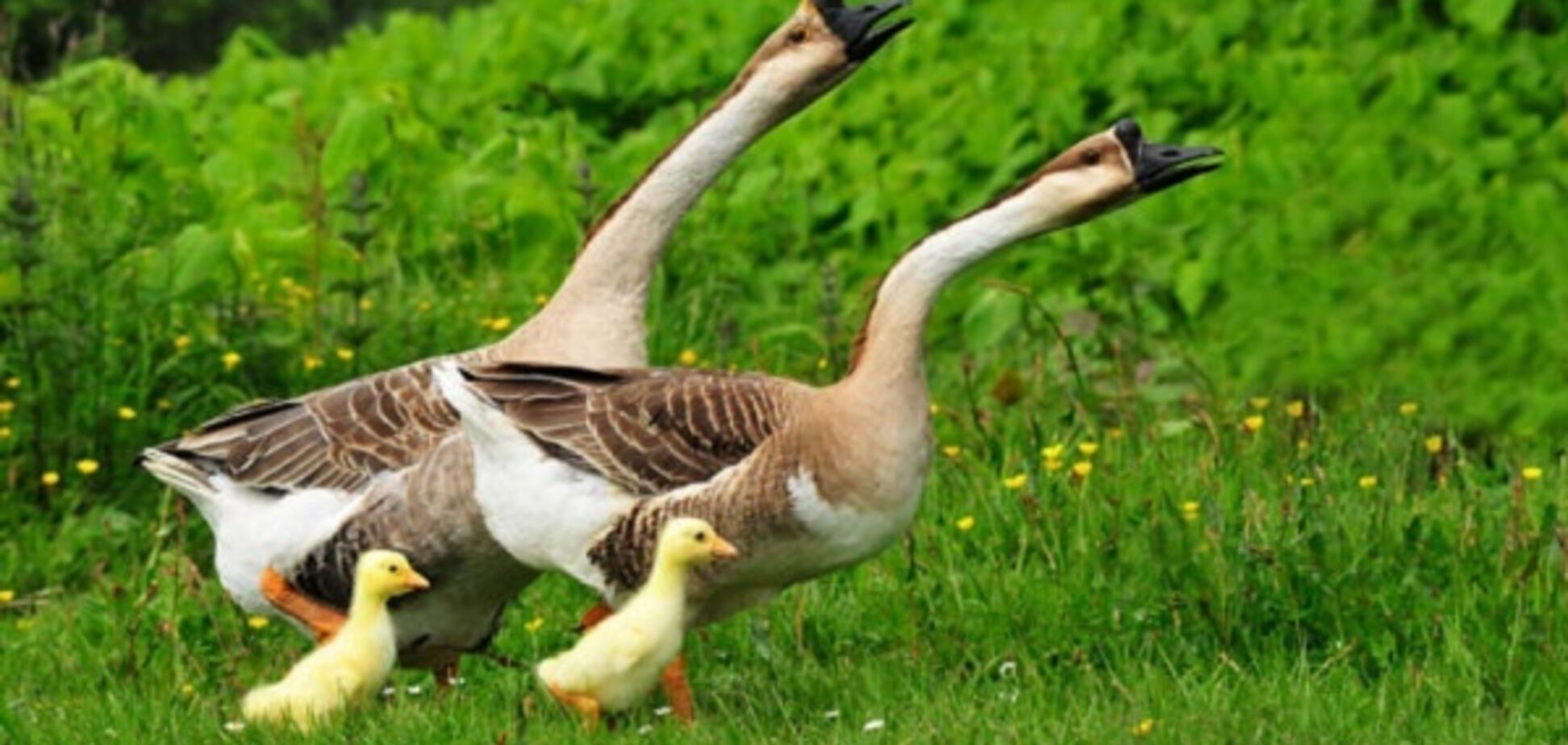 Прикмети і свята 10 червня: що категорично не можна робити в цей день