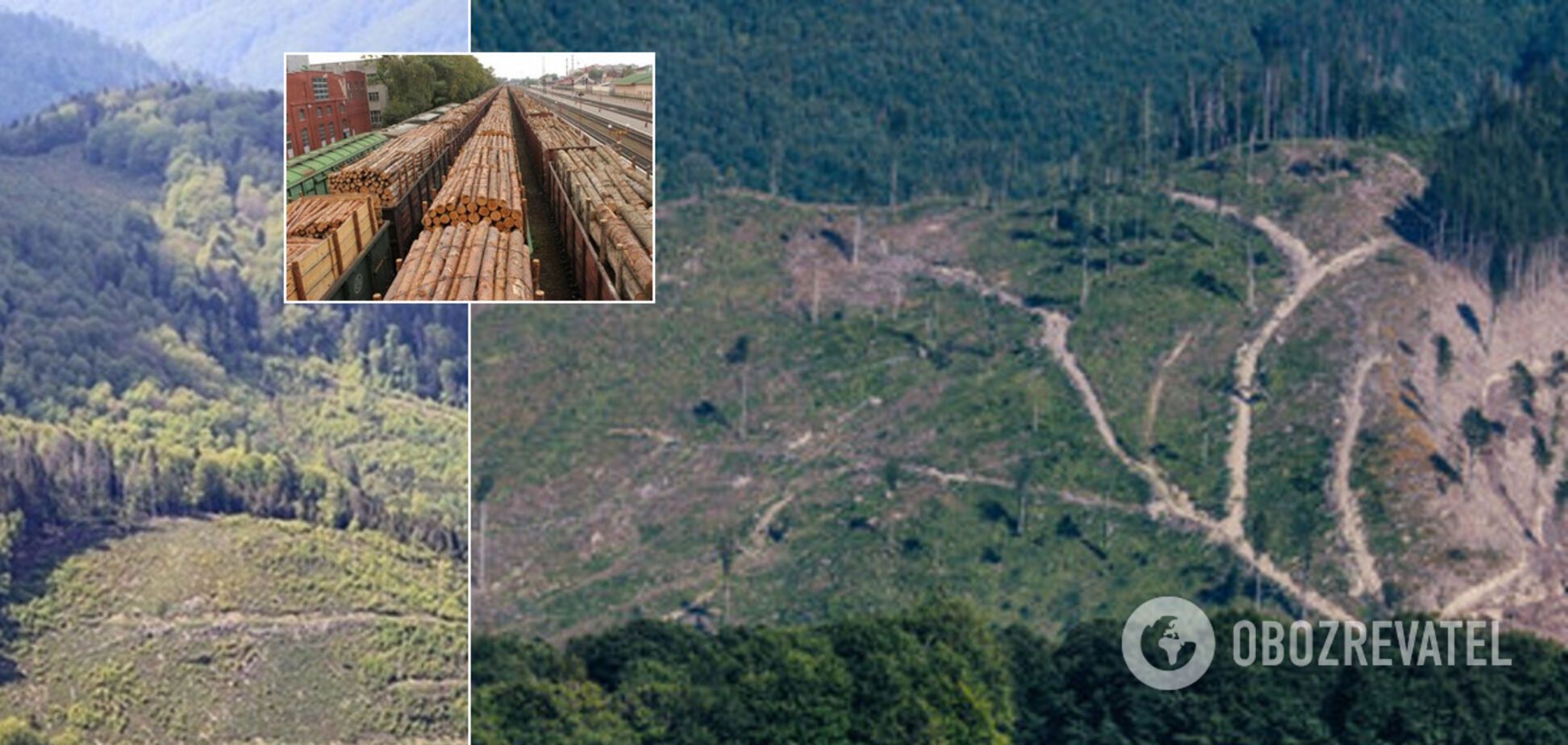 В Украине забили тревогу из-за массовой вырубки Карпат: выводы экологов