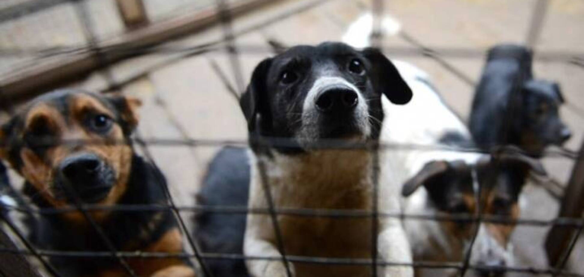 Волонтеры Днепра призвали спасти бездомных собак из плена скандального харьковского приюта