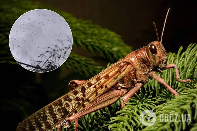 Китай накрив рій сарани