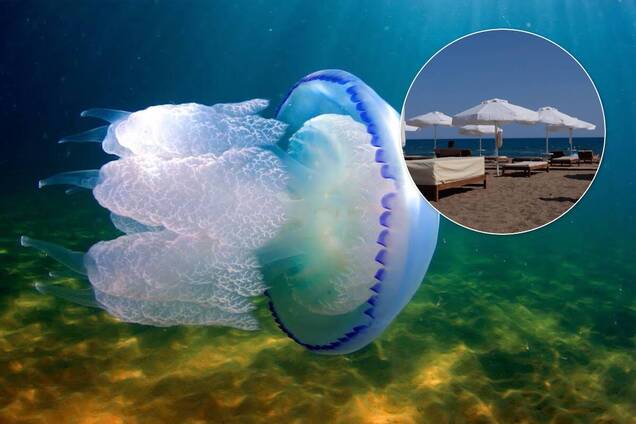 На Азовському морі навала бліх і медуз, які боляче жалять. У чому причина й коли вода очиститься