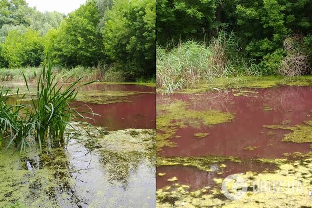 На Черниговщине водоем окрасился в розовый цвет