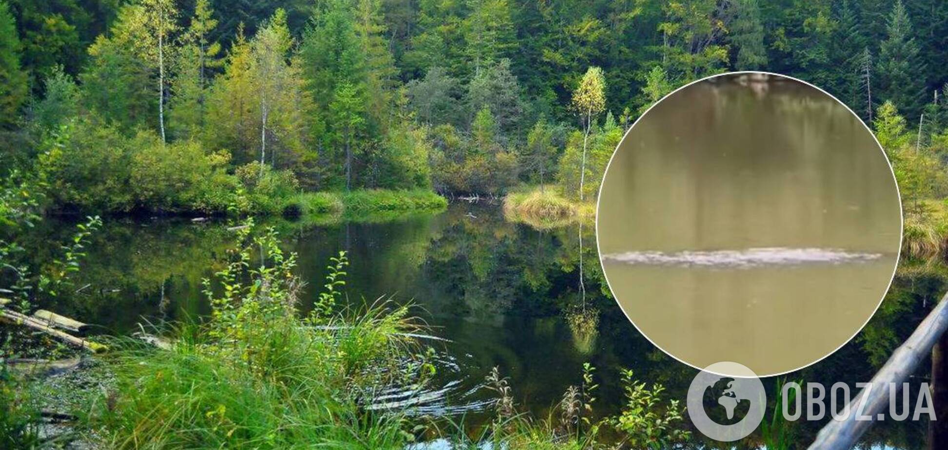 Трехметровое существо в озере попало на видео