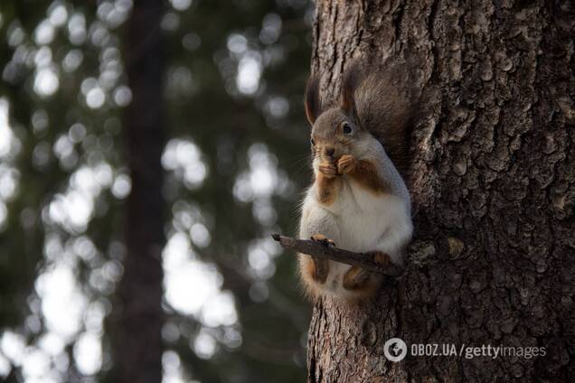 У США у білки виявили бубонну чуму