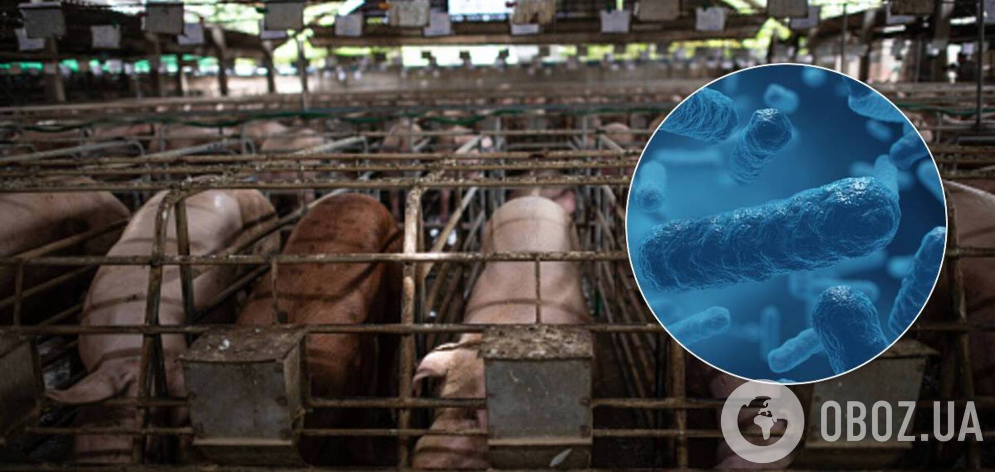 Вирус африканской чумы обнаружили в России