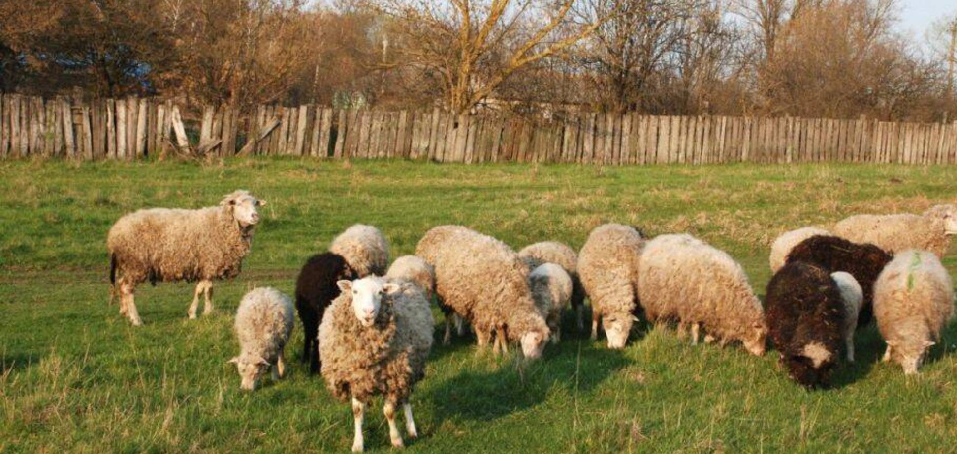 'Вітілінарь', або Як Одеська регіональна служба ДВСКНКТ Держпродспоживслужби 'веде справи'