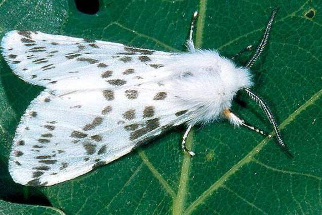 На Волыни ввели карнатин из-за нашествия вредителя сельхозкультур