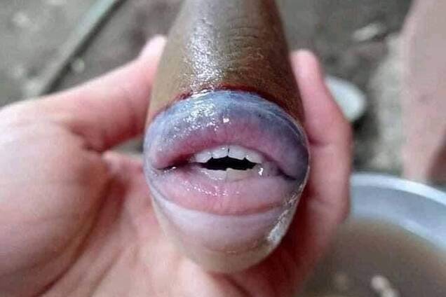 Рыба с человеческими губами и ртом попала на фото