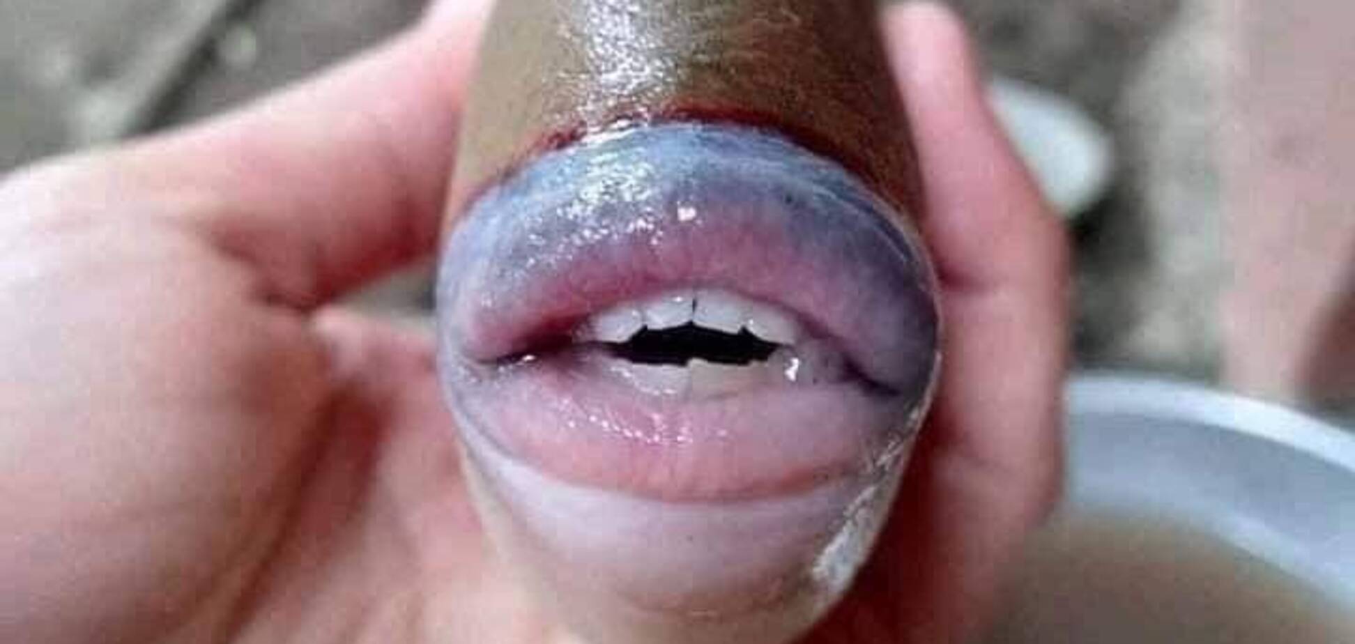Риба з людськими губами і ротом потрапила на фото