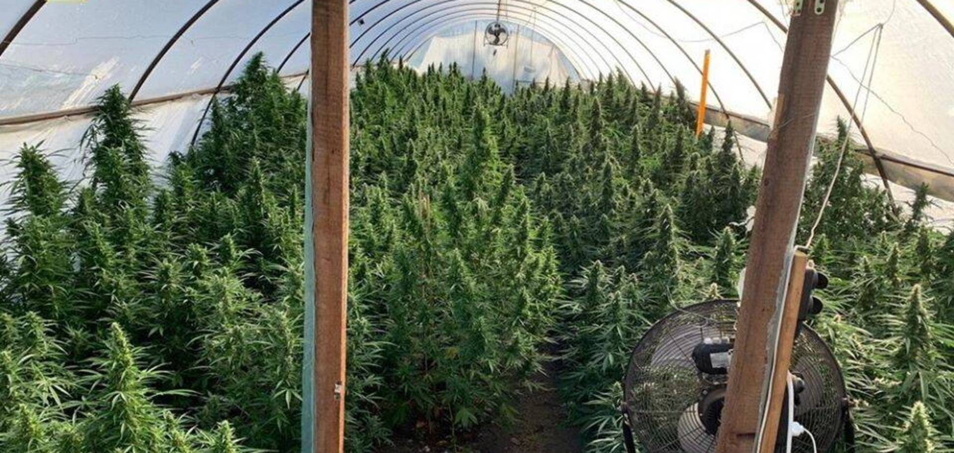 На Днепропетровщине накрыли тайную плантацию конопли на миллионы гривен. Фото