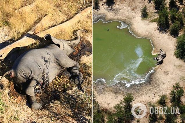 Загинули понад 350 слонів