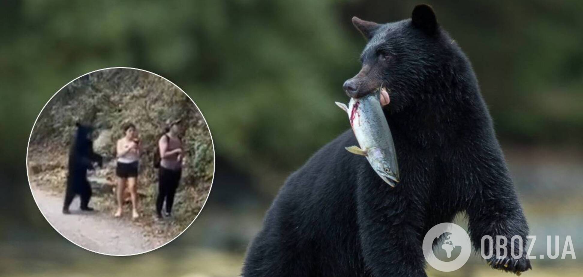 Ведмідь налякав туристок, коли ті робили селфі: момент зняли на відео