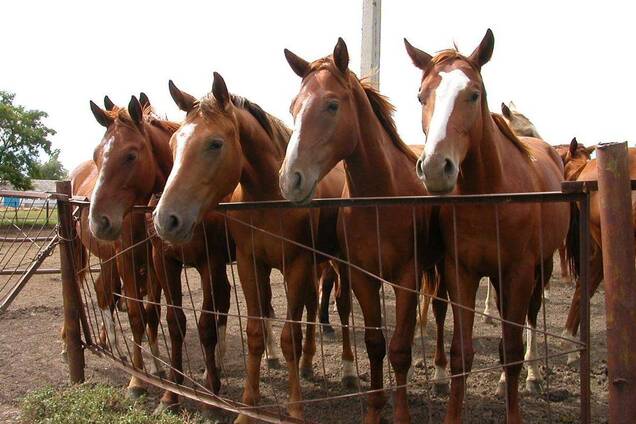 В 'Конярстві України' заявили про доведення ДП до банкрутства