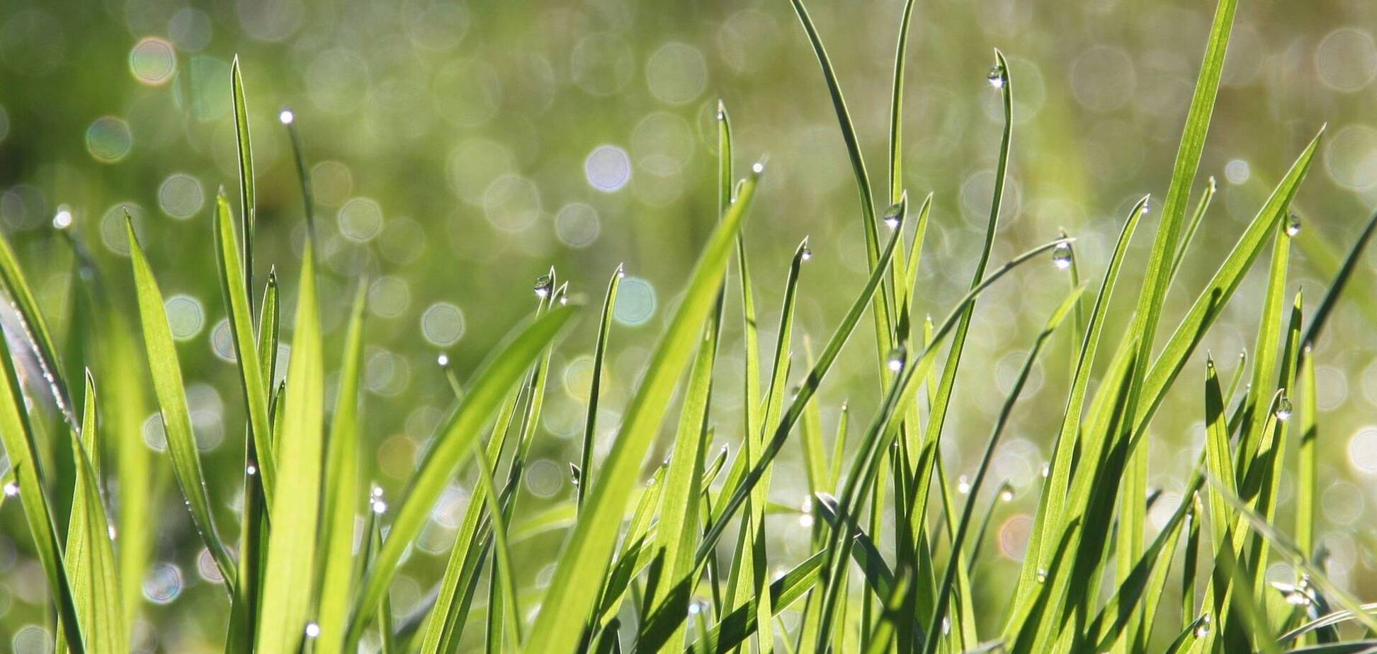 Праздники 25 июля: что отмечают