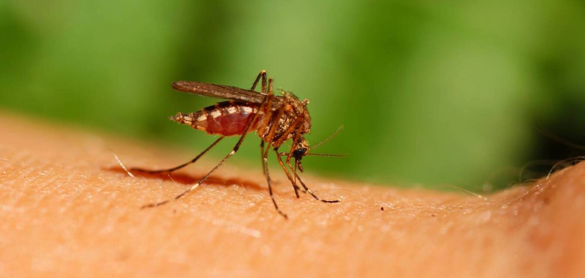 Ученые объяснили особенную любовь комаров к людям