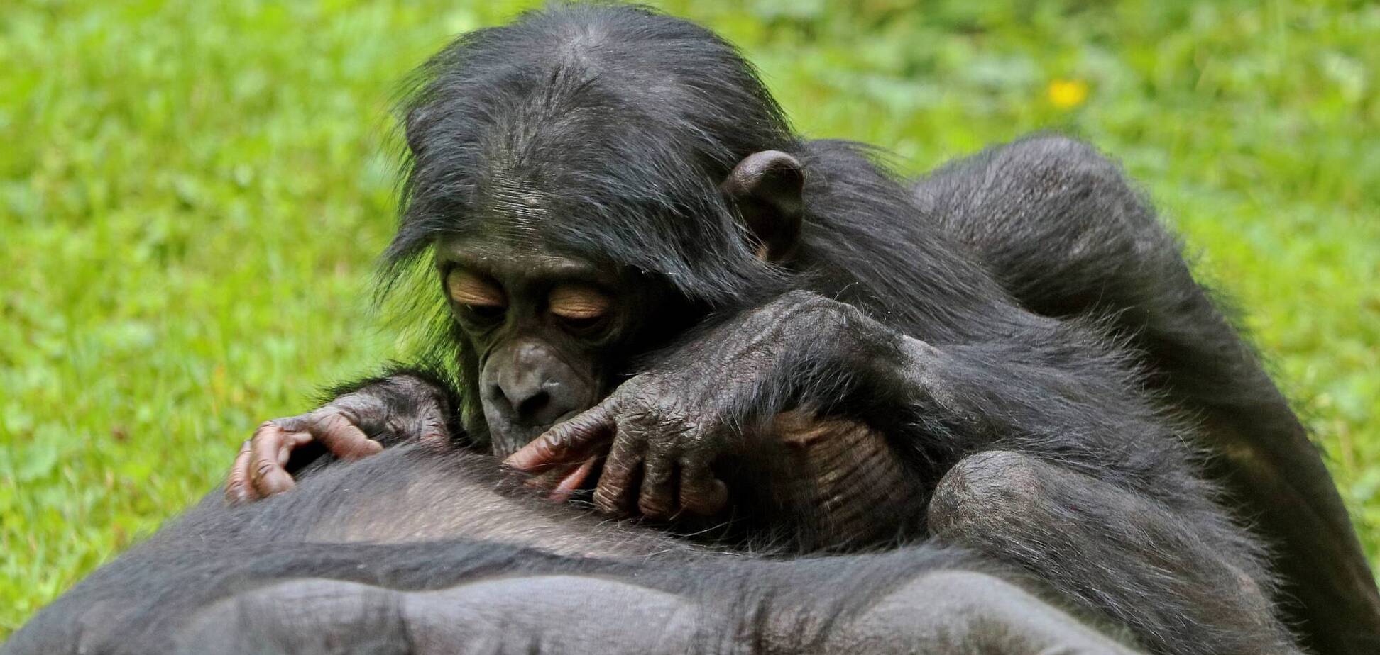 Исследователи изучили поведение обезьян бонобо, которые поддерживают уникальную иерархию и очень мирный режим в своем обществе