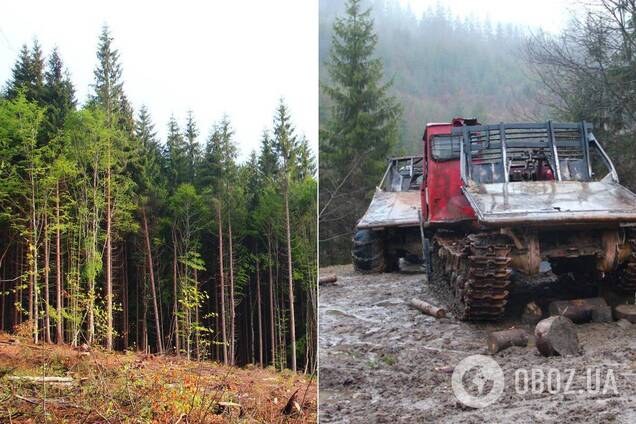Екологи розповіли про те, що відбувається в Карпатах після ухвалення закону про заборону вирубки лісів